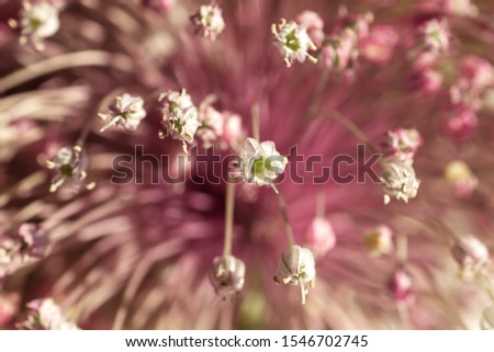 Similar – Blüte der Sterndolde (Astrantia)