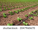 detail of a lettuce planting with drip irrigation