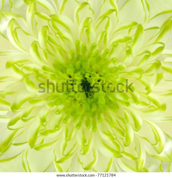 Detail of Lime Green Chrysanthemum Flower Square Backround