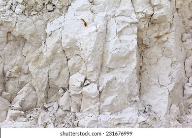 Detail Of Limestone, Calcareous, Chalk