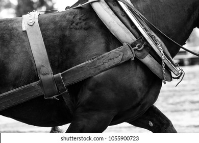 Detail look at body of a horse in pulling harness