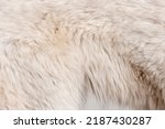 Detail Macro of Berger blanc suisse dog hair
