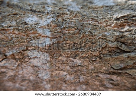 detail of mango tree bark texture