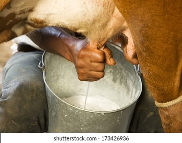 Detail of manual milking milk in small Brazilian rural farm