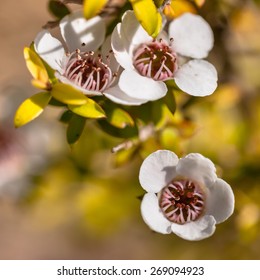 Detail Of Manuka Tea Tree Flower And Seed Boxes