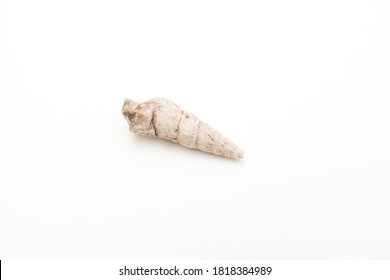 Detail Of Mollusca Gastropoda Fossil Isolated Over White Background