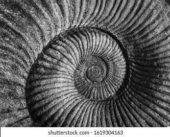 Detail Monochrome Close-up Of The Divine Geometry Of A Nautilus Shell Spiral In A Stone Fossil Background