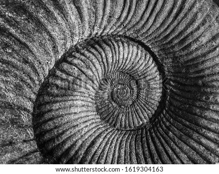Detail monochrome close-up of the divine geometry of a nautilus shell spiral in a stone fossil background