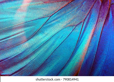 Detail of morpho butterfly wing - Shutterstock ID 790814941
