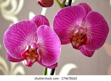 Detail Of Moth Orchid