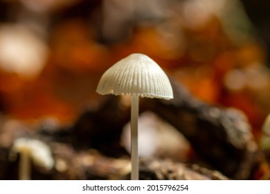 25 Mycena cinerella Images, Stock Photos & Vectors | Shutterstock