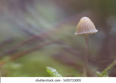 25 Mycena cinerella Images, Stock Photos & Vectors | Shutterstock