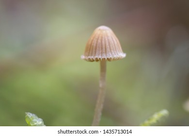 25 Mycena cinerella Images, Stock Photos & Vectors | Shutterstock