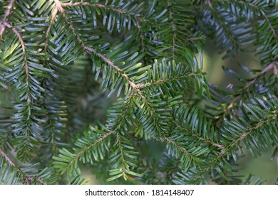 Detail Of Needles Of A Pacific Silver Fir, Abies Amabilis