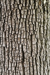 Detail Of Oak Tree Bark
