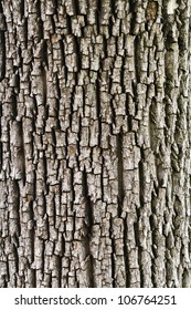Detail of oak tree bark