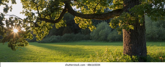 detail of an oak tree with evening sun