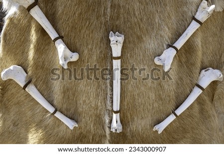 Detail of old dead animal bones, decoration