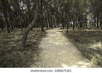 Detail of old road in a forest in Spain, nature health and freedom - Shutterstock ID 2280671261