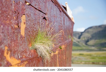 Detail Of An Old Rusty Shipwreck In The Westfjords, Northwest Iceland