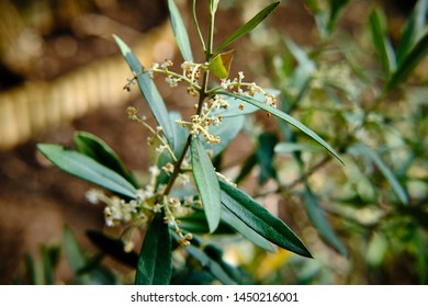 Detail of olive branch with blossomed stems - Shutterstock ID 1450216001