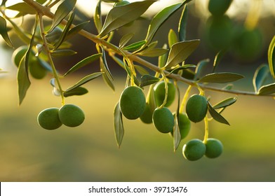 Detail of olive tree branch