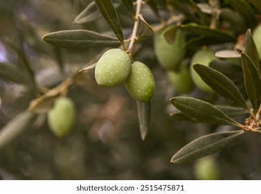 Detail of olive tree with green olives Close-Up Of Fruits Growing On Tree - Powered by Shutterstock