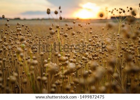 Detail on flax plants (Linum usitatissimum) on field during sunset in Austria. Shallow depth of field.