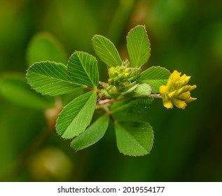 detail on flower and leaves of lesser trefoil, suckling clover, little hop clover or lesser hop trefoil (Trifolium dubium)