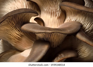 Detail of Oyster mushrooms. Dark background. Perfect bunch of oyster mushroom. Source of beta glucan.