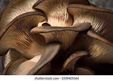 Detail Of Oyster Mushrooms. Dark Background. Perfect Bunch Of Oyster Mushroom. Source Of Beta Glucan.