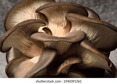 Detail Of Oyster Mushrooms. Dark Background. Perfect Bunch Of Oyster Mushroom. Source Of Beta Glucan.