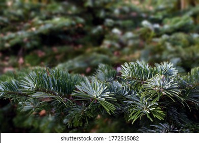 Detail Of Pacific Silver Fir (Abies Amabilis)