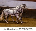 Detail of a pair of white horses pulling a carriage on a dirt road in Jerez de la Frontera, Andalusia, Spain.