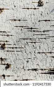 Detail Of Paper Birch Tree Bark