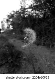 Detail Of The Pappus Of A Dandelions