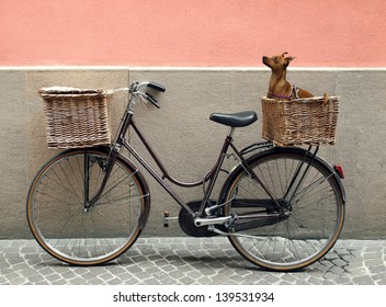 Detail of a parking bicycle with two basket with a chihuahua little dog inside of one of them