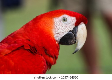 Scarlet Macaw Ara Macao Eating Corcovado Stock Photo (Edit Now) 1413942845