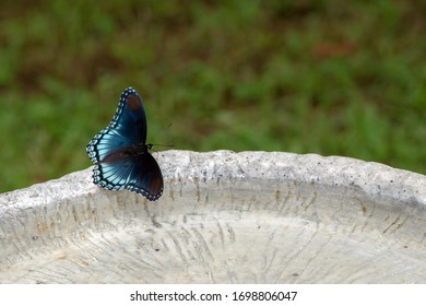 The Detail In The Pattern Of This Butterfly Wings Is An Awesome Sight. This Red Spotted Purple Admiral Seems To Be Sunning Itself On The Side Of An Empty Bird Bath. Bokeh Effect.