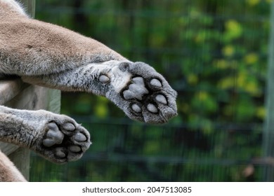 The Detail Of The Paw Of A Cougar