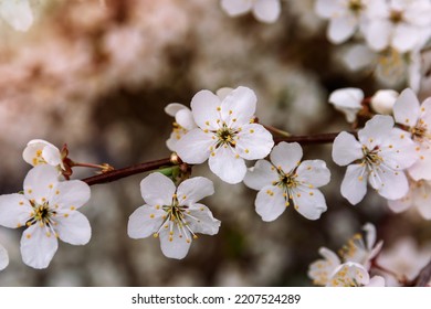 Detail Of Peach Tree Flower In Spring. Beautiful Pink Sakura In The Sun.