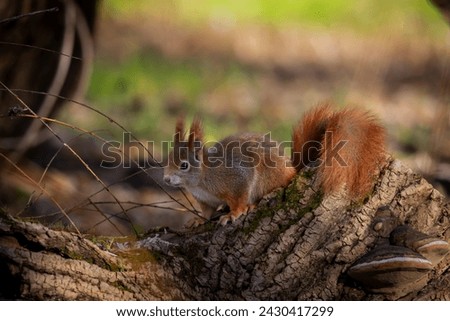 Similar – Foto Bild Ein europäisches Eichhörnchen sitzt auf einem Futterhäuschen im Wald und frisst Nahrung