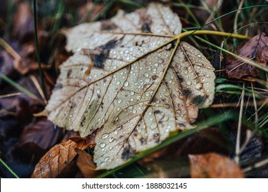 Detail photo of water drops on an autumn leaf. Small shiny rain doplets on a fallen leaves. Macro photo of water drops.