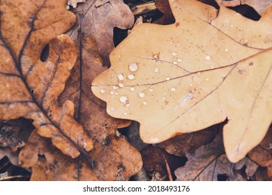Detail photo of water drops on an autumn leaf. Small shiny rain doplets on a fallen leaves. Macro photo of water drops, as textured background in the forest. Copy space for text with season concept. 