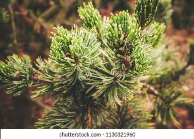 Detail Of Pine Brunch Pinus Aristata.