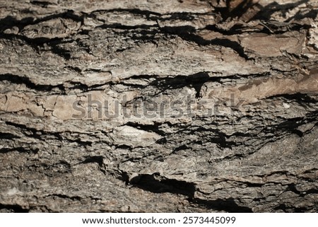 detail of pine tree bark texture, natural background stock photo wallpaper. Long-leaved pine - Pinus palustris. Close-up photo of pine tree texture.