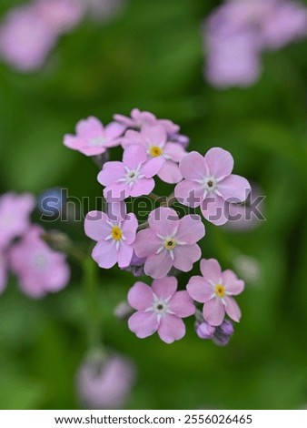 Image, Stock Photo pink forget-me-not flower