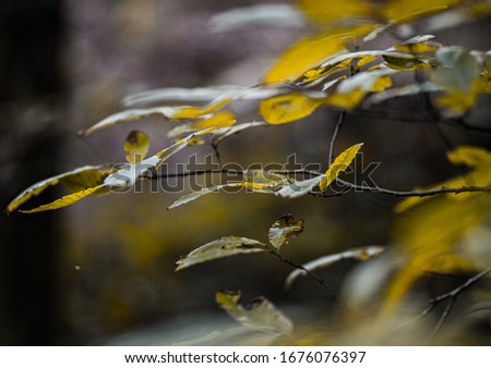 Similar – Herbstliches Blattwerk