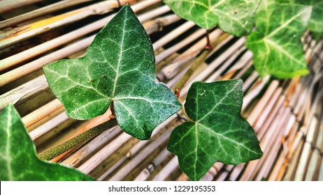 Detail Of A Poison Ivy Branch With Green Leaves On A Light Bamboo Background, Ivy Wall Pattern, Nostalgic Garden Background, Brno, Czech Republic, 26 March 2017