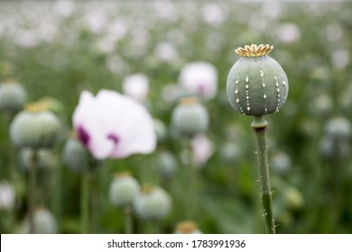 Detail of poppy head with opium latex flowing from immature macadamia (Poppy seed - Papaver somniferum), in the field of bloming poppy, illegal harvesting of narcotics